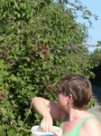 FZ008852 Jenni picking brambles.jpg